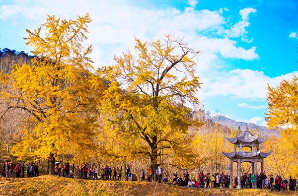 武汉拓展景区_随州千年银杏谷基地