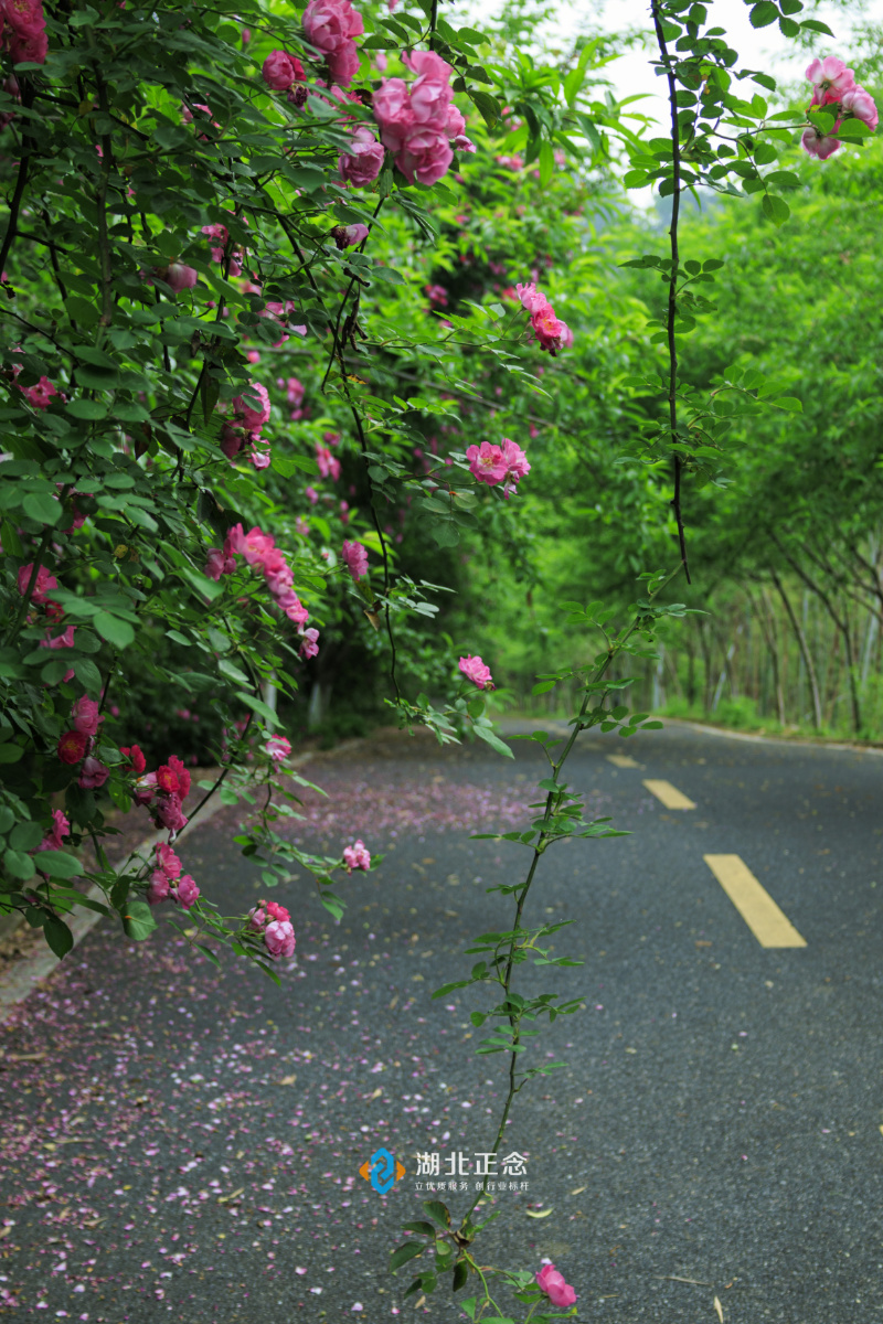 花乡茶谷 花乡茶谷